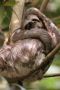 Amazonas06 - 032 * Three-toed Sloth taking a pose.